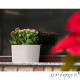 Горщик для квітів балконний з дренажем Sumela 4,7л біло-сірий